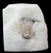 Bargain, Spiny Kettneraspis Trilobite - Oklahoma #42856-1